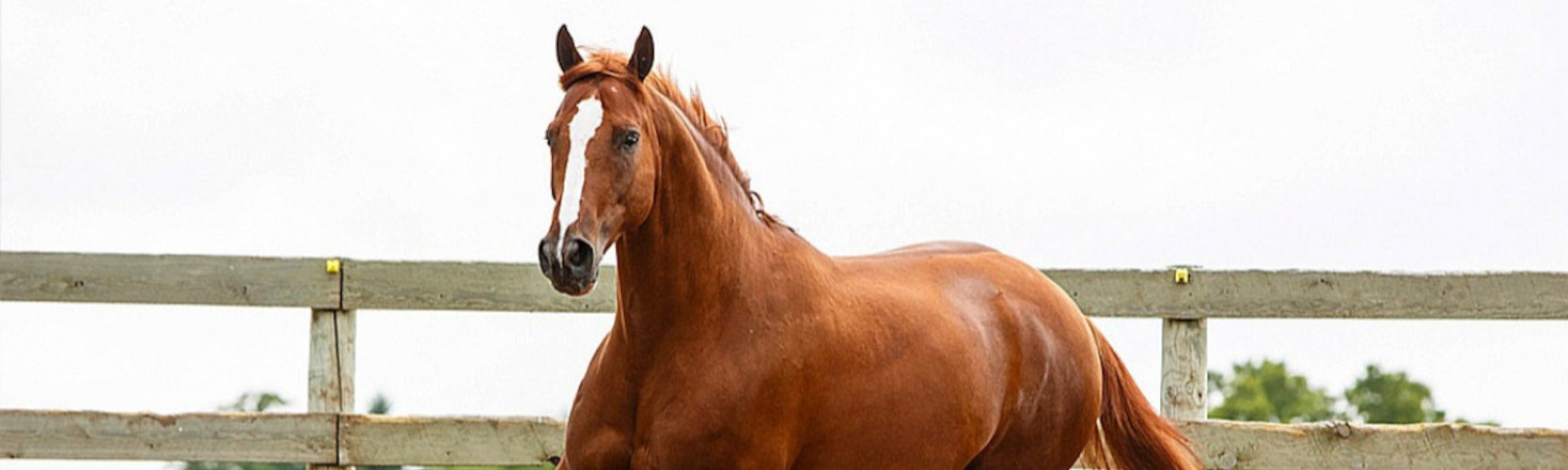 Horse Feed & Supplies Header