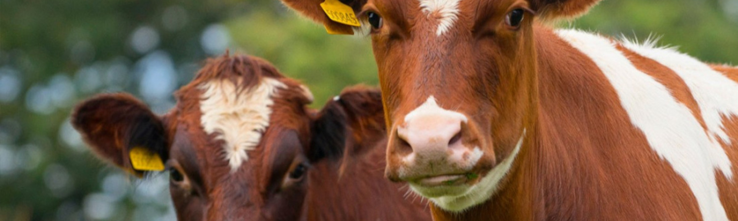 Cattle Feed & Supplies Header